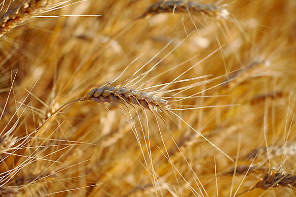 포토 JPG 해외이미지 식물 계절 음식 빵 줄기 백그라운드 밭 농업 자연 프레임 건조 건강 옥수수 씨앗 사람없음 여름 농장 노란색 맑음 식사 수확 성장 시골 황금 낟알 시리얼 밀 굽기 가득함 알맹이 보리 장면 스파이크 밀짚 내추럴 밭일 숙성 호밀 해외202004 해외포토 산업 컬러 날씨 곡류 짚 구이 생태계 파일형식 이미지허브