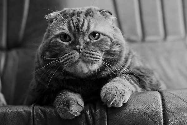 포토 JPG 해외이미지 동물 응시 감정 포즈 털 그림자 사람없음 가로 반려동물 소파 고양이 큼 가죽 육식동물 거짓말 해외202004 해외포토 시선 의자 포유류 크기 파일형식 이미지허브