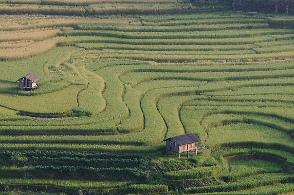 포토 JPG 해외이미지 식물 아시아 지구 음식 여행 잎 밭 곡선 태국 자연 밥 산 동양인 풍경 사람없음 야외 초록색 농장 환경 계곡 중국 일몰 흙 거친 땅 원예 베트남 발리 캄보디아 지역 말레이시아 경영 규정 땅바닥 미얀마 생태학 인도차이나반도 제어 해외202004 해외포토 교육 나라 선 컬러 섬 농업 비즈니스 바닥 인종 취미 노을 동남아시아 생태계 인도네시아 파일형식 이미지허브