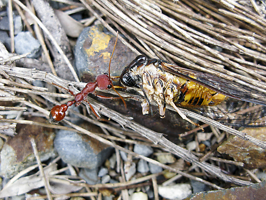 포토 JPG 해외이미지 동물 곤충 컨셉 노동자 사람없음 빨간색 노란색 힘 에너지 바위 업무 당기기 작음 큼 심볼 그림 개미 적재 추적 해외202004 해외포토 직업 컬러 모션 돌_바위 작업 크기 파일형식 이미지허브