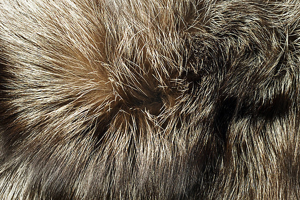 포토 JPG 해외이미지 동물 야생동물 조각 백그라운드 패턴 자연 털 따뜻함 사람없음 검은색 줄무늬 코트 흰색 보호 모피 피부 언덕 질감 꼬리 여우 동물상 이국적 해외202004 해외포토 컬러 컨셉 무늬 포유류 신체부위 조형물 외투 생태계 파일형식 이미지허브