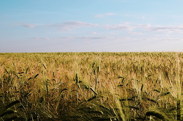 포토 JPG 해외이미지 식물 구름 계절 음식 빵 줄기 백그라운드 밭 농업 자연 하늘 건조 옥수수 씨앗 풍경 사람없음 야외 여름 파란색 빛 농작물 햇빛 태양 농장 농경지 노란색 일출 환경 맑음 수확 성장 시골 황금 낟알 땅 시리얼 밀 보리 귀 장면 밀짚 숙성 호밀 수평선 해외202004 해외포토 자연요소 산업 컬러 날씨 곡류 신체부위 노을 짚 생태계 파일형식 이미지허브