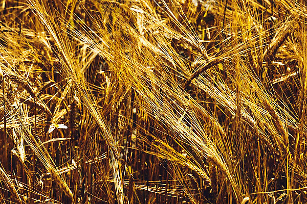 포토 JPG 해외이미지 식물 계절 줄기 백그라운드 컨셉 밭 농업 벽지 건조 옥수수 씨앗 풍경 사람없음 야외 여름 농작물 태양 농장 농경지 노란색 우주 수확 성장 가을 시골 황금 볏짚 낟알 시리얼 밀 보리 귀 밀가루 부드러움 밀짚 땅바닥 밭일 숙성 호밀 귀리 해외202004 해외포토 자연요소 산업 음식 컬러 곡류 바닥 신체부위 감각 짚 가루 파일형식 이미지허브