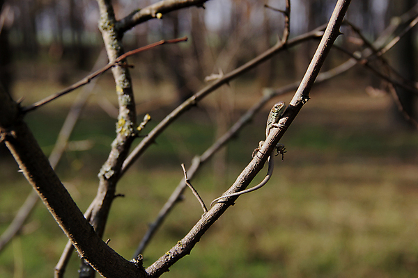 포토 JPG 해외이미지 나무 동물 신체 파충류 사람없음 반려동물 갈색 숲 작음 무서움 가득함 오브젝트 눈금 꼬리 도마뱀 기어가기 해외202004 해외포토 식물 감정 컬러 모션 크기 파일형식 이미지허브