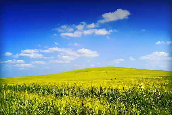 포토 JPG 해외이미지 밭 농업 자연 하늘 풍경 사람없음 여름 노란색 시골 언덕 장면 해외202004 해외포토 계절 산업 컬러 생태계 파일형식 이미지허브