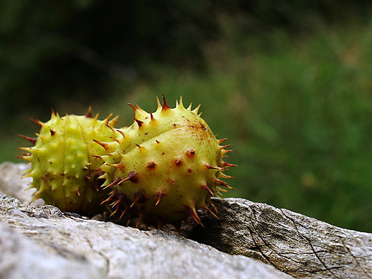 포토 JPG 해외이미지 나무 식물 자연 사람없음 초록색 갈색 정원 가을 가시 숲 스파이크 해외202004 해외포토 계절 컬러 생태계 파일형식 이미지허브