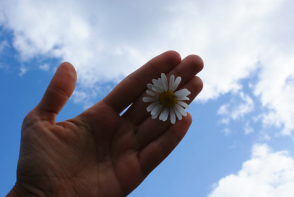 포토 JPG 해외이미지 손 꽃 하늘 친절 종류 사람없음 파란색 빛 평화 우정 흰색 가벼움 지원 캐모마일 해외202004 해외포토 식물 컬러 컨셉 신체부위 친구 무게 허브 파일형식 이미지허브