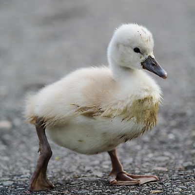 포토 JPG 해외이미지 주간 한마리 호수 새끼 사람없음 야외 백조 해외202004 해외포토 자연요소 동물 1 조류 파일형식 이미지허브