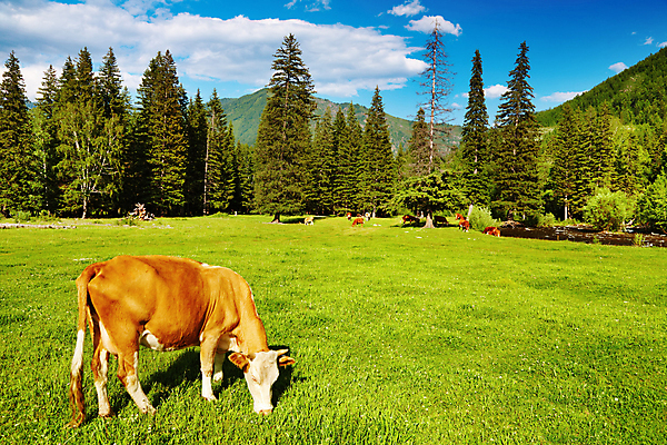 포토 JPG 해외이미지 주간 풍경 사람없음 야외 농경지 맑음 가축 목장 시골 소 해외202004 해외포토 자연요소 동물 포유류 날씨 농장 파일형식 이미지허브