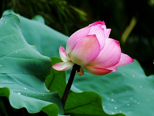 포토 JPG 해외이미지 연꽃 사람없음 해외202004 해외포토 꽃 파일형식 이미지허브