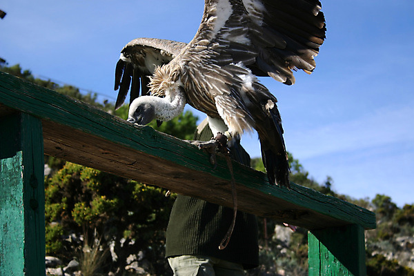 포토 JPG 해외이미지 동물 야생동물 날개 조류 동물원 풍경 사람없음 전시 관찰 황무지 보호 육식동물 새장 수유 해외202004 해외포토 컨셉 모션 케이지 파일형식 이미지허브