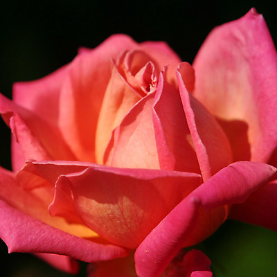 포토 JPG 해외이미지 모양 식물 1 기념일 꽃잎 꽃 분홍색 결혼 백그라운드 꽃무늬 자연 발렌타인데이 사랑 사람없음 장미 봄 벚꽃 신선 개화 닫기 싱글 부드러움 고립 해외202004 해외포토 계절 감정 컬러 무늬 모션 데이이벤트 이벤트 감각 생태계 파일형식 이미지허브