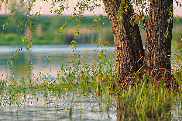 포토 JPG 해외이미지 나무 식물 구름 자연 하늘 날씨 매달리기 풍경 잔디 사람없음 야외 초록색 파란색 강 햇빛 태양 환경 맑음 화목 봄 흰색 신선 큼 4월 버드나무 해외202004 해외포토 자연요소 계절 컬러 컨셉 모션 날짜 크기 생태계 파일형식 이미지허브
