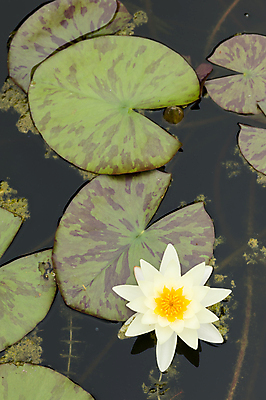 포토 JPG 해외이미지 식물 계절 꽃잎 꽃 호수 선 분홍색 잎 꽃무늬 자연 표면 휴식 사랑 동양인 사람없음 장식 빨간색 초록색 물 여름 햇빛 태양 노란색 평화 정원 보라색 봄 벚꽃 흰색 연못 신선 개화 백합 묘사 내추럴 꽃수술 해외202004 해외포토 자연요소 감정 컬러 컨셉 무늬 인종 생태계 파일형식 이미지허브