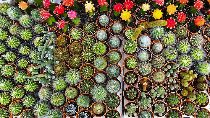 포토 JPG 해외이미지 식물 구름 공원 꽃 모래 잎 꽃무늬 자연 디저트 멕시코 선인장 건조 풍경 사람없음 야외 초록색 여름 컬러풀 세계 정원 미국 사막 성장 뜨거움 가시 황무지 황금 척추 묘사 애리조나 내추럴 서쪽 이국적 해외202004 해외포토 자연요소 계절 공공시설 음식 컬러 북아메리카 무늬 뼈 방향 생태계 파일형식 이미지허브