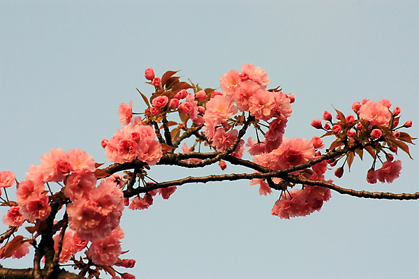 포토 JPG 해외이미지 나무 식물 계절 공원 꽃잎 꽃 선 분홍색 백그라운드 꽃무늬 자연 바람 친절 새로움 동양인 사람없음 파란색 정원 일본 맑음 봄 벚꽃 흰색 나뭇가지 신선 개화 체리 닫기 과수원 4월 원예 부드러움 내추럴 고립 워싱턴 해외202004 해외포토 자연요소 공공시설 아시아 컬러 컨셉 무늬 농업 과일 모션 날씨 인종 취미 미국 감각 날짜 생태계 파일형식 이미지허브