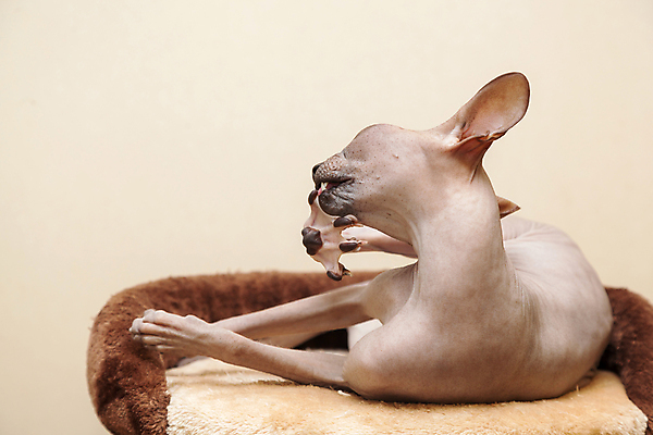 포토 JPG 해외이미지 한마리 실내 사람없음 반려동물 귀여움 고양이 핥기 베이지색배경 스핑크스고양이 반려묘 해외202004 해외포토 동물 1 백그라운드 컨셉 포유류 모션 내부 베이지색 파일형식 이미지허브