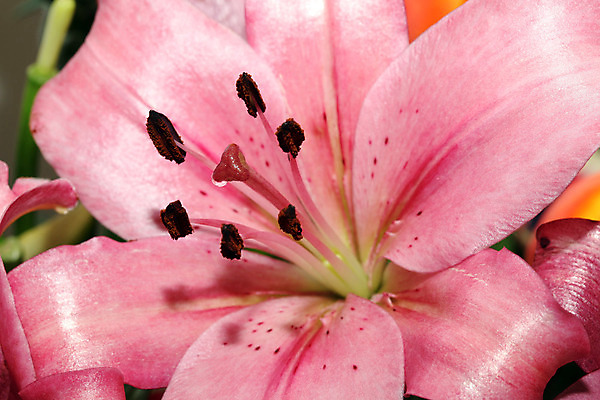 포토 JPG 해외이미지 식물 꽃잎 꽃 분홍색 꽃다발 잎 꽃무늬 자연 기념 발렌타인데이 선물 사람없음 장식 가로 빨간색 초록색 노란색 봄 벚꽃 흰색 신선 우아함 백합 다발 묘사 오브젝트 질감 내추럴 카피스페이스 해외202004 해외포토 계절 컬러 컨셉 무늬 데이이벤트 공백 생태계 파일형식 이미지허브