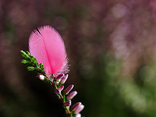 포토 JPG 해외이미지 식물 분홍색 자연 조류 날리기 사람없음 치킨 닫기 떨어짐 숲 깃털 묘사 비둘기 해외202004 해외포토 동물 컬러 컨셉 모션 생태계 닭고기요리 파일형식 이미지허브