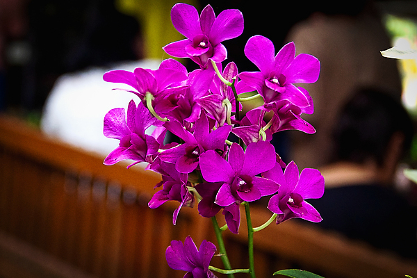 포토 JPG 해외이미지 식물 꽃 분홍색 백그라운드 잎 꽃무늬 자연 사람없음 장식 초록색 컬러풀 정원 보라색 봄 벚꽃 흰색 나뭇가지 신선 난초 제비꽃 내추럴 해외202004 해외포토 나무 계절 컬러 무늬 생태계 파일형식 이미지허브