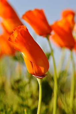 포토 JPG 해외이미지 식물 꽃 백그라운드 잎 꽃무늬 패턴 오렌지 자연 사람없음 초록색 여름 빛 햇빛 태양 노란색 정원 봄 펼침 성장 신선 오픈 황금 캘리포니아 양귀비 내추럴 원예사 해외202004 해외포토 자연요소 직업 계절 컬러 무늬 과일 모션 미국 생태계 파일형식 이미지허브