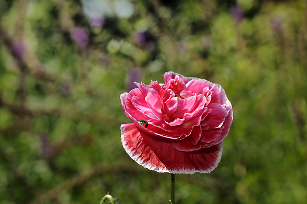 포토 JPG 해외이미지 식물 계절 꽃 백그라운드 잎 꽃무늬 패턴 자연 사람없음 빨간색 초록색 여름 정원 봄 벚꽃 시골 허브 원예 보케 양귀비 내추럴 해외202004 해외포토 컬러 무늬 취미 생태계 파일형식 이미지허브