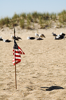 포토 JPG 해외이미지 동물 모래 여행 자연 조류 사람없음 미국 자유 깃발 애국심 7월 독립 해외202004 해외포토 컨셉 북아메리카 날짜 생태계 파일형식 이미지허브