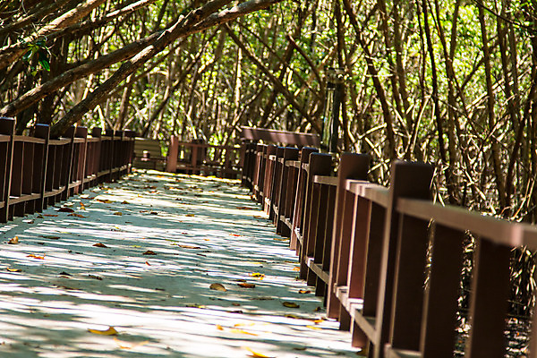 포토 JPG 해외이미지 나무 식물 공원 아시아 길 바다 여행 잎 자국 태국 자연 풍경 사람없음 야외 목재 초록색 물 강 노란색 환경 산책 하이킹 나뭇가지 숲 오솔길 에코 생태계 발리 내추럴 방법 생태학 전국 해외202004 해외포토 자연요소 공공시설 교육 나라 컬러 섬 재료 레저 휴식 인도네시아 파일형식 이미지허브