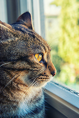 포토 JPG 해외이미지 동물 창문 표정 사람없음 반려동물 고양이 해외202004 해외포토 포유류 파일형식 이미지허브