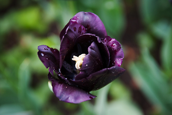 포토 JPG 해외이미지 1 꽃잎 꽃 잎 자연 따뜻함 사람없음 초록색 여름 빛 정원 봄 튤립 이슬 제비꽃 보케 부드러움 해외202004 해외포토 식물 계절 컬러 감각 생태계 파일형식 이미지허브