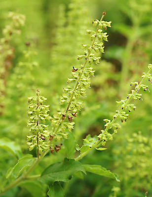 포토 JPG 해외이미지 나무 식물 계절 꽃잎 꽃 음식 잎 꽃무늬 밭 농업 채소 재료 태국 자연 건강 요리 동양인 사람없음 초록색 여름 농장 정원 봄 샐러드 성장 나뭇가지 신선 양념 닫기 달콤 맛 민트 허브 향신료 유기농 원예 날것 향 바질 내추럴 채식주의자 해외202004 해외포토 웰빙 산업 아시아 컬러 컨셉 무늬 모션 인종 취미 생태계 채식 향미료 파일형식 이미지허브