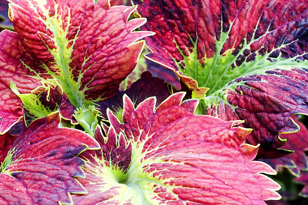 포토 JPG 해외이미지 나무 식물 계절 백그라운드 단풍 잎 패턴 오렌지 자연 사람없음 장식 빨간색 컬러풀 갈색 정원 가을 나뭇가지 닫기 떨어짐 숲 묘사 질감 강렬 양치류 해외202004 해외포토 컬러 컨셉 무늬 과일 모션 생태계 파일형식 이미지허브