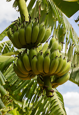 포토 JPG 해외이미지 식물 구름 열매 음식 잎 태국 자연 하늘 바나나 사람없음 농장 정원 해외202004 해외포토 자연요소 아시아 농업 과일 생태계 파일형식 이미지허브