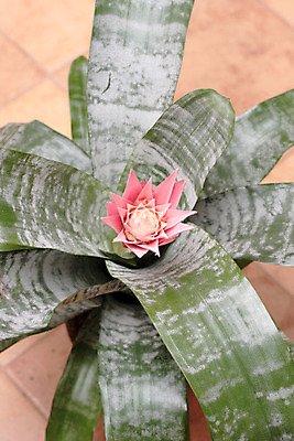 포토 JPG 해외이미지 식물 꽃잎 꽃 화분 백그라운드 잎 꽃무늬 자연 실내 사람없음 장식 빨간색 초록색 여름 화목 봄 활발 벚꽃 흰색 개화 냄비 유기농 내추럴 고립 해외202004 해외포토 웰빙 계절 컬러 컨셉 무늬 내부 솥 생태계 파일형식 이미지허브