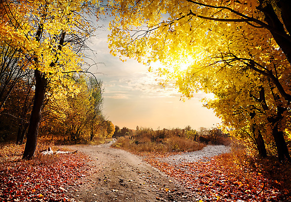 포토 JPG 해외이미지 주간 나무 길 단풍 낙엽 자연 하늘 사람없음 야외 햇빛 가을풍경 맑음 가을 숲 해외202004 해외포토 자연요소 식물 계절 잎 날씨 풍경 태양 생태계 파일형식 가을_계절 이미지허브
