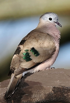 포토 JPG 해외이미지 동물 1 야생동물 백그라운드 자연 조류 하늘 사람없음 야외 빨간색 초록색 파란색 빛 평화 자유 흰색 심볼 깃털 싱글 비둘기 부리 해외202004 해외포토 컬러 컨셉 생태계 파일형식 이미지허브
