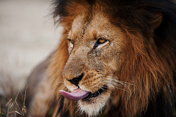 포토 JPG 해외이미지 동물 응시 공원 남자 얼굴 분홍색 아프리카 사람없음 옆모습 힘 표현 입 막대기 유머 닫기 맛 핥기 위험 사자 혀 사파리 입술 육식동물 갈기 사냥꾼 사자자리 표범 남쪽 고립 남아프리카 옛날 전국 힘찬 해외202004 해외포토 직업 시선 공공시설 감정 나라 뷰포인트 컬러 컨셉 포유류 모션 사람 신체부위 별자리 방향 파일형식 이미지허브