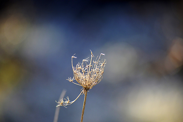 포토 JPG 해외이미지 나무 식물 꽃 행복 잎 밭 자연 아침 건조 씨앗 사람없음 여름 빛 태양 농장 마을 정원 봄 수확 시골 신선 붓 뜨거움 잡초 숲 민들레 보케 부드러움 솜털 생태학 특별함 많음 해외202004 해외포토 주간 자연요소 계절 교육 감정 컨셉 농업 감각 생태계 파일형식 이미지허브