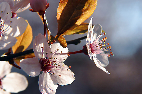 포토 JPG 해외이미지 나무 식물 계절 꽃 분홍색 과일 자연 휴식 부활절 풍경 사람없음 장식 햇빛 장미 정원 보라색 봄 펼침 성장 벚꽃 나뭇가지 신선 개화 작음 순수 명상 속도 시작 부드러움 천국 처음 많음 해외202004 해외포토 기념일 컬러 컨셉 모션 태양 감각 크기 생태계 파일형식 이미지허브