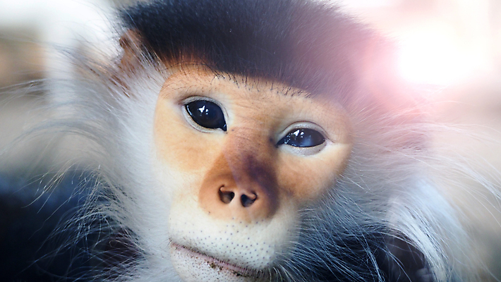 포토 JPG 해외이미지 나무 동물 응시 아시아 얼굴 야생동물 여행 컨셉 오렌지 포유류 태국 자연 털 사람없음 빨간색 노란색 환경 검은색 자유 흰색 원숭이 숲 감옥 새장 멸종 무료 해외202004 해외포토 식물 시선 나라 컬러 과일 신체부위 생태계 케이지 파일형식 이미지허브