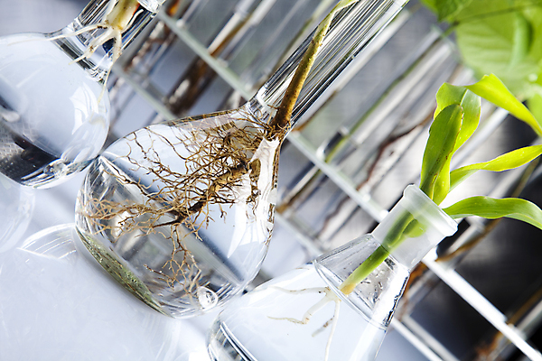 포토 JPG 해외이미지 식물 실내 실험 사람없음 아웃포커스 화학 실험실 시험관 흰배경 뿌리 유리관 화학실험 둥근플라스크 시험관대 해외202004 해외포토 과학 백그라운드 촬영기법 실험기구 내부 흰색 플라스크 파일형식 이미지허브