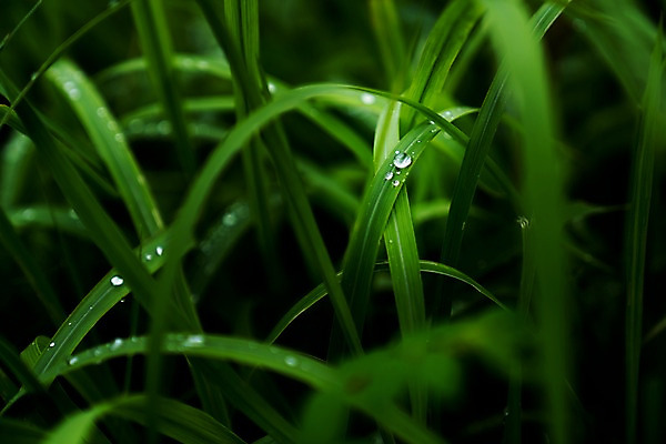 포토 JPG 주간 자연 풍경 근접촬영 사람없음 야외 아웃포커스 풀잎 이슬 국내포토 자연요소 뷰포인트 잎 촬영기법 풀_식물 생태계 파일형식