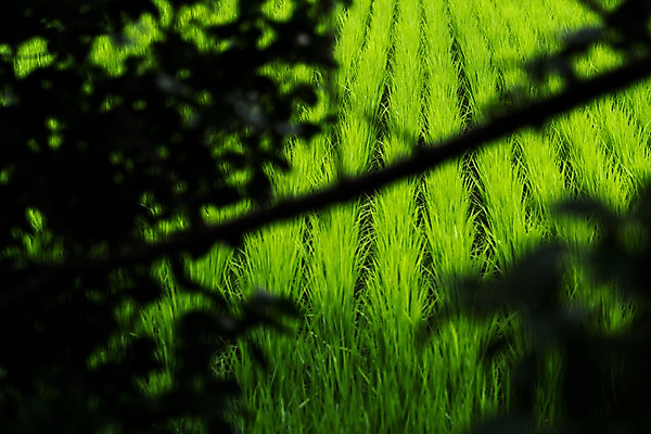 포토 JPG 주간 자연 논 사람없음 야외 아웃포커스 농경지 나뭇가지 모내기 국내포토 자연요소 나무 농업 촬영기법 농장 생태계 파일형식