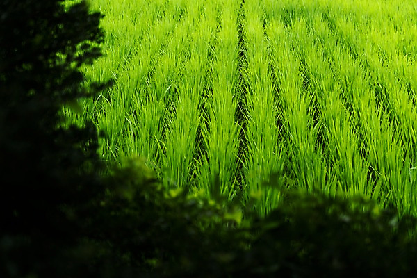 포토 JPG 주간 자연 논 사람없음 야외 아웃포커스 농경지 모내기 국내포토 자연요소 농업 촬영기법 농장 생태계 파일형식