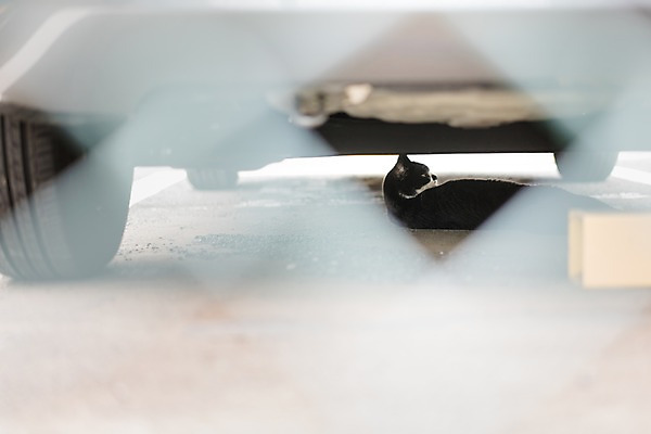 포토 JPG 주간 한마리 자동차 거리 거리풍경 풍경 사람없음 야외 아웃포커스 고양이 길고양이 동물라이프 반려 국내포토 자연요소 동물 1 라이프스타일 육상교통 포유류 촬영기법 반려동물 파일형식