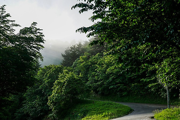 포토 JPG 주간 나무 자연 풍경 사람없음 야외 안개 숲 숲길 국내포토 자연요소 식물 길 날씨 생태계 파일형식