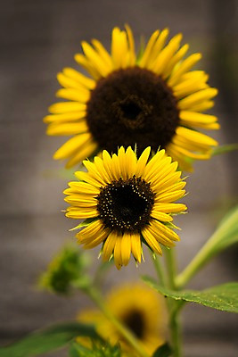 포토 JPG 주간 꽃 자연 해바라기 사람없음 야외 아웃포커스 노란색 두송이 국내포토 자연요소 식물 컬러 2 촬영기법 생태계 파일형식