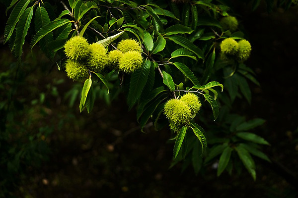 포토 JPG 주간 열매 자연 나뭇잎 풍경 사람없음 야외 아웃포커스 밤 밤나무 국내포토 자연요소 나무 식물 잎 촬영기법 견과류 밤_견과류 생태계 파일형식