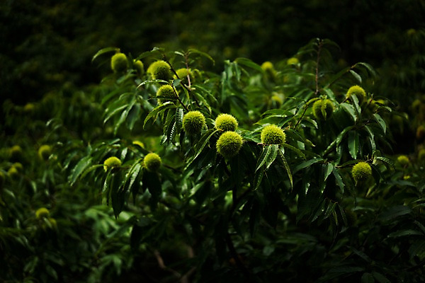 포토 JPG 주간 열매 자연 나뭇잎 풍경 사람없음 야외 아웃포커스 밤송이 밤나무 국내포토 자연요소 나무 식물 잎 촬영기법 밤_견과류 생태계 파일형식