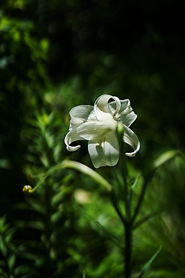 포토 JPG 주간 한송이 자연 풍경 사람없음 야외 아웃포커스 백합 국내포토 자연요소 1 꽃 촬영기법 생태계 송이 파일형식
